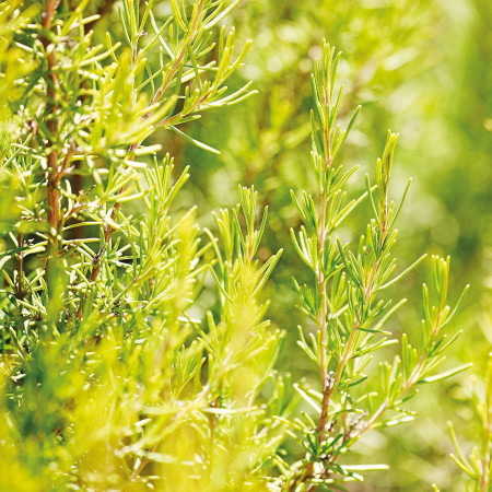 Loción capilar Revitalizante con Romero 100ml. Weleda