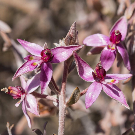 Enjuague bucal, agua dentífrica de Ratania (50ml). Weleda