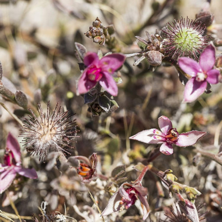 Enjuague bucal, agua dentífrica de Ratania (50ml). Weleda
